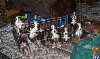 Bernese Star Puppies