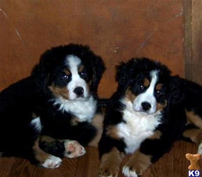 BERNESE MTN DOG PUPPIES
