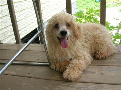 Female  Apricot Poodle