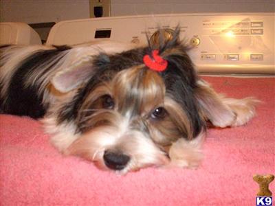 Biewer Female Ashlee