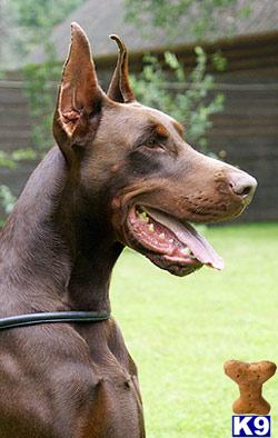 DOBERMANN LITTER FROM FEDOR DEL NASI CHAMPION OF THE WORLD