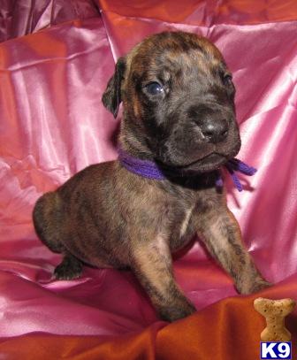 AKC Beautiful Brindle Girl