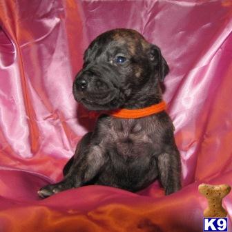 AKC Beautiful Dark Brindle Girl