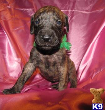AKC Solid Brindle Girl