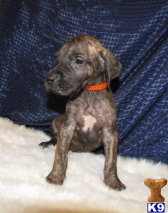 AKC NICE Brindle Male 