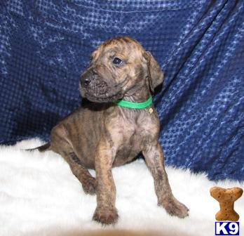 AKC Stunning Solid Brindle Male