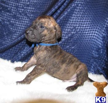 AKC Brindle Male Very little White