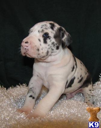AKC Excellent Harlequin Male Nice Big Puppy
