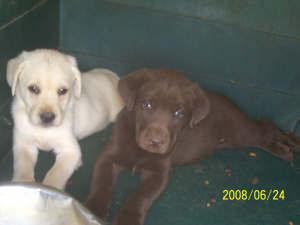 AKC blocky variety colors labs
