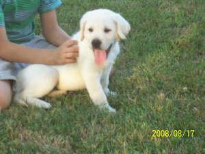 AKC wht lab 
