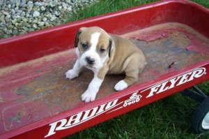 Bullie X Beagle Pups