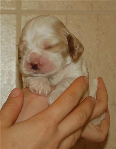 beatiful puppies for show