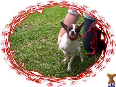 Chihuahua male at a  great price