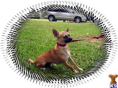 Chihuahua male at a  great price