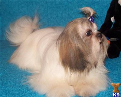 Imperial Shih Tzu Stud