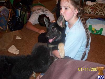 AKC German Shepherd Puppies