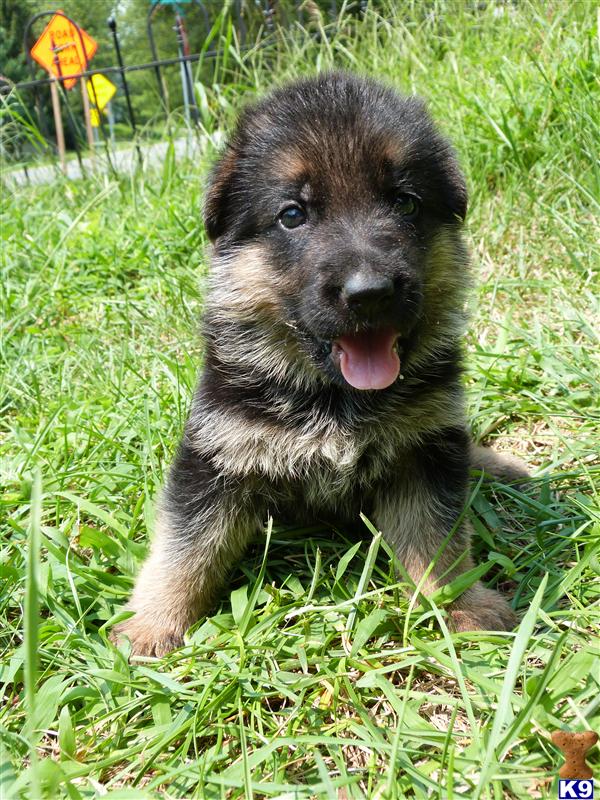 puppies for sale in maryland german shepherd breeder in maryland breeds picture puppies for sale in maryland german shepherd breeder in maryland breeds picture