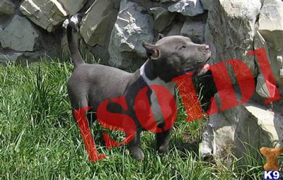 XXXL breed for show and family  new york city look ship worldwide