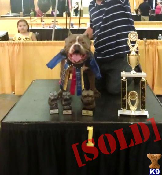 best in show bred for family and show