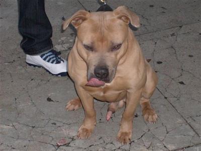 XXXL breed for show and family nyc look ship worldwide