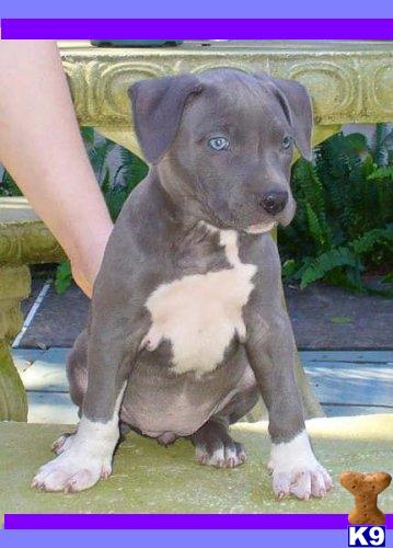 XXlL breed for show and family xmas new york city look ship worldwide