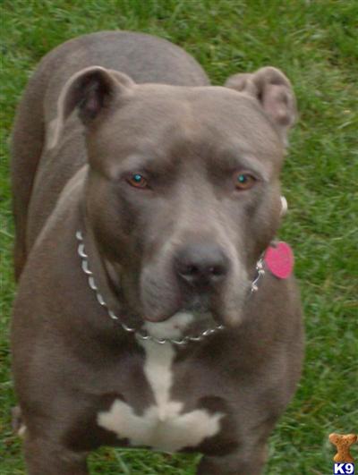 XXlL breed for show and family xmas new york city look ship worldwide