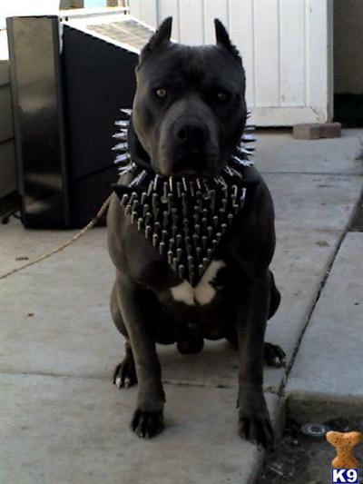 XXXL breed for show and family xmas new york city look ship worldwide