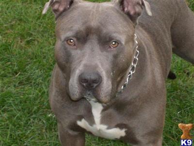 christmas readyXXXL breed for show and family xmas new york city look ship worldwide
