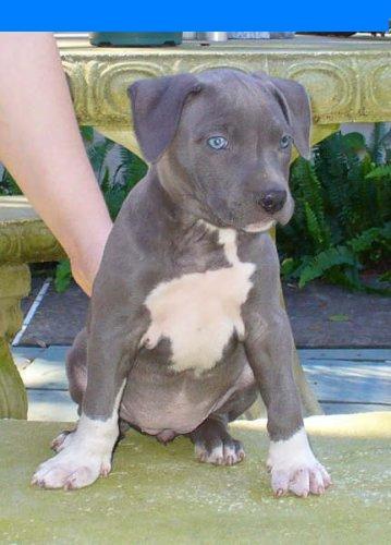 blue nose champion breed for family and show