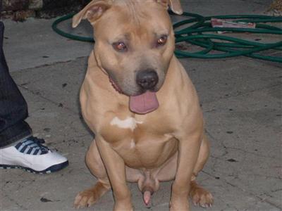 Breed for family and show puppies are here