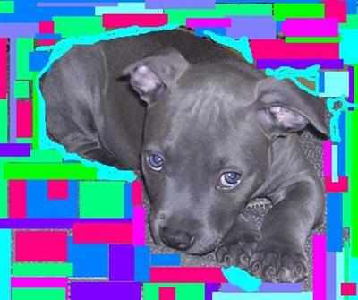 1-646-283-9968 XXlL breed for show and family nyc look ship worldwide