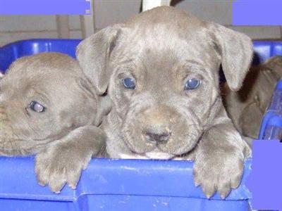 3 litters to choose from breed for show and family ship worldwide