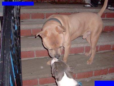 breed for show and family nyc look ship worldwide