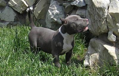 breed for show and family nyc look ship worldwide