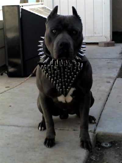 xxl big blue breed for show and home NYC ship worldwide