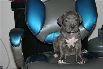 XXlL breed for show and family nyc look ship worldwide