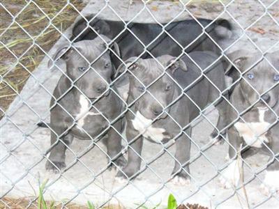 XXlL breed for show and family nyc look ship worldwide