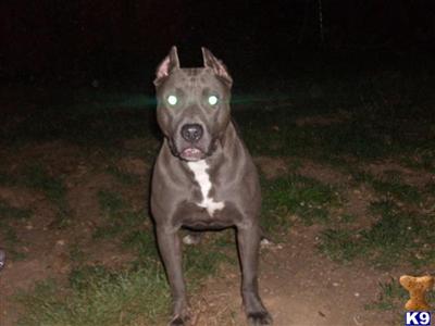 need home now moving and can not take her