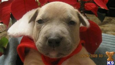 valentine XXXL BREED FOR SHOW AND FAMILY