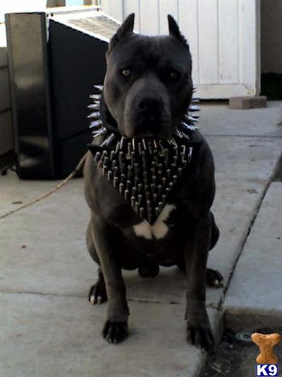 BREED FOR SHOW AND FAMILY NYC SHIP WORLDWIDE