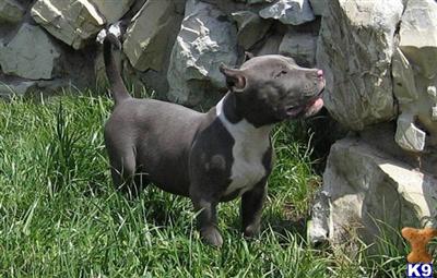 xmas readyXXXL BREED FOR SHOW AND FAMILY