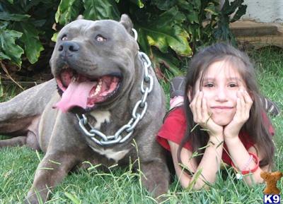 BREED FOR SHOW AND FAMILY