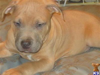 KING OF KINGS  XXXL BREED FOR SHOW AND FAMILY