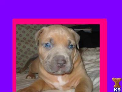 XXL BREED FOR SHOW AND FAMILY