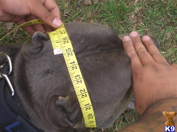 we got head XXXL breed for show and family  new york city look ship worldwide