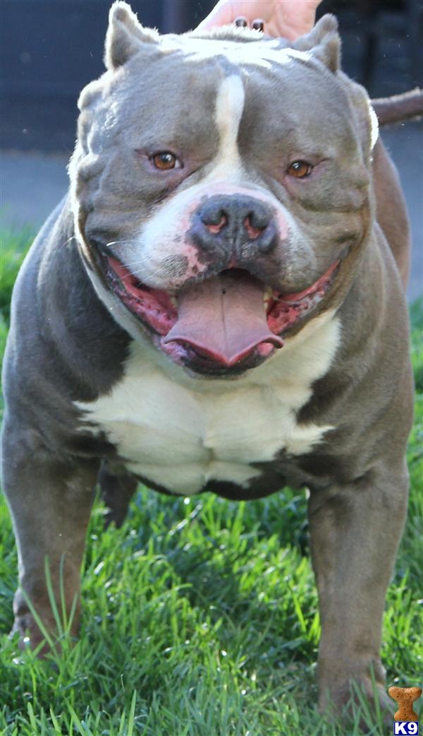 WON MANY SHOWS LOOK NOW - American Pit Bull Puppies for Sale