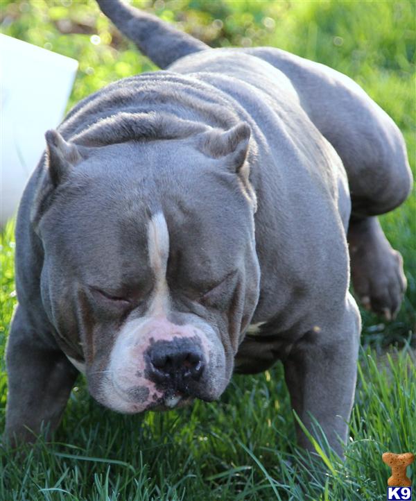 WON MANY SHOWS LOOK NOW - American Pit Bull Puppies for Sale