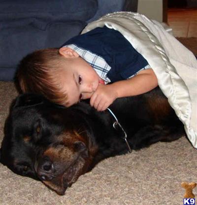 THE TRUE CHARACTER OF A ROTTWEILER