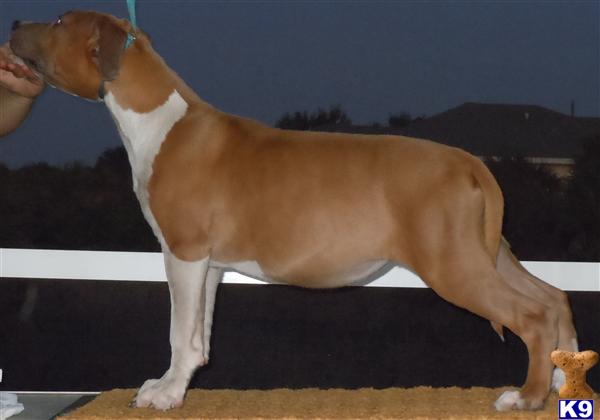 Female Blue Fawn Amstaff Puppy
