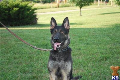 Trained 2 Drug Detection Dog Just Reduced